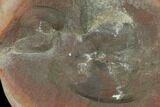 Pennsylvanian Bivalve (Mazonomya) Fossil Nodule - Illinois #142488-1